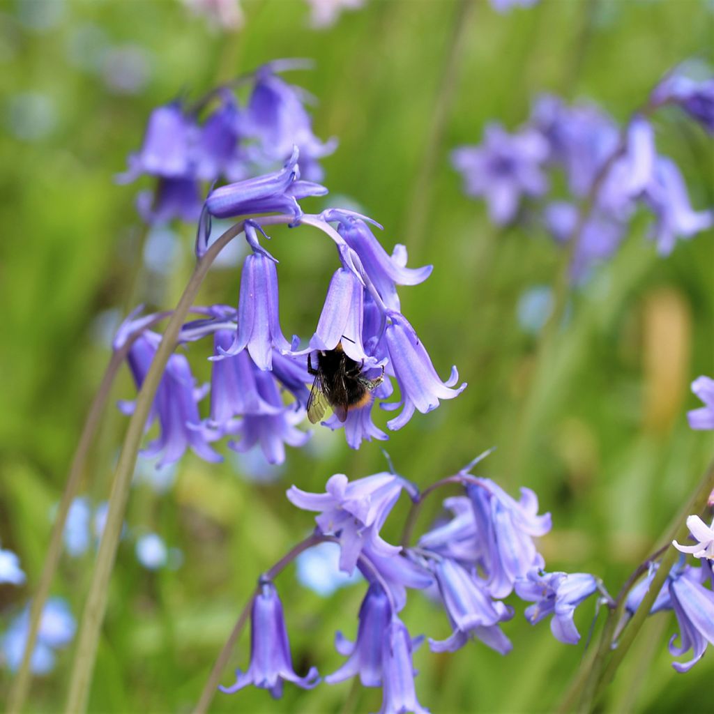 Jacinto de los bosques - Hyacinthoides hispanica