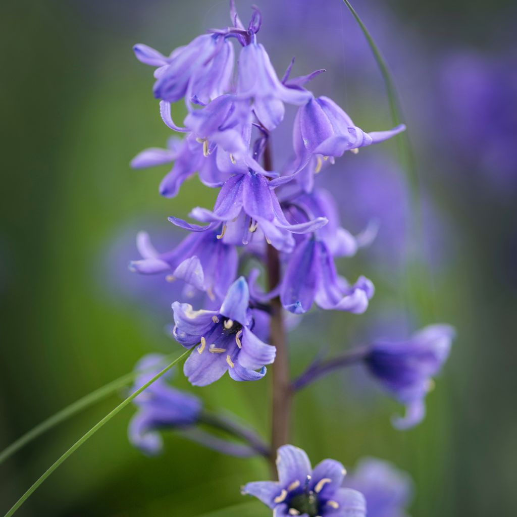 Jacinto de los bosques - Hyacinthoides hispanica