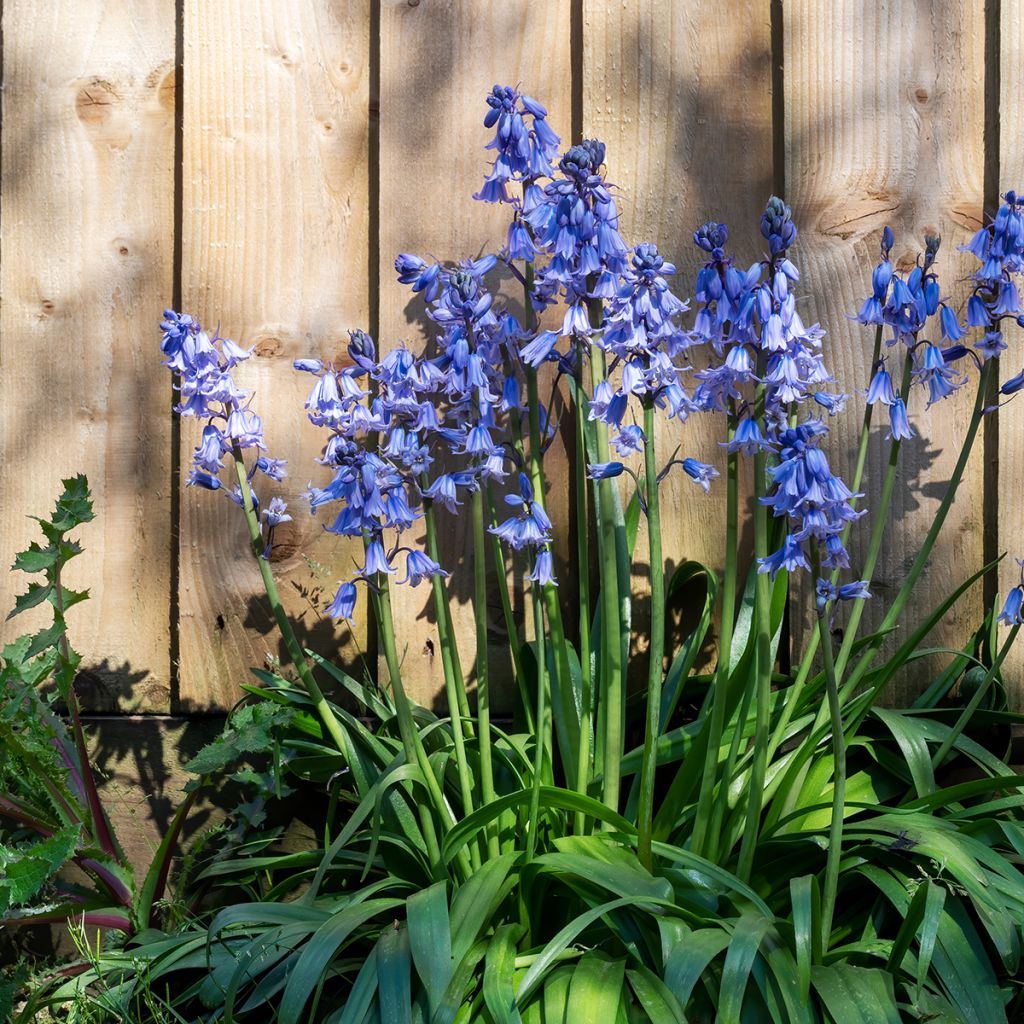 Jacinto de los bosques - Hyacinthoides hispanica