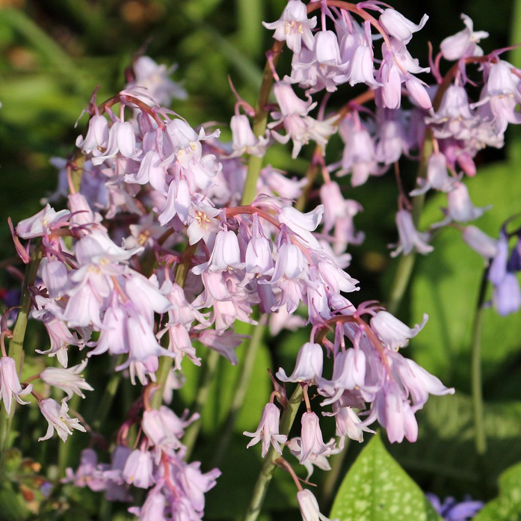 Jacinto de los bosques - Hyacinthoides hispanica Rose Queen