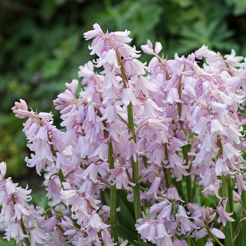 Jacinto de los bosques - Hyacinthoides hispanica Rose Queen