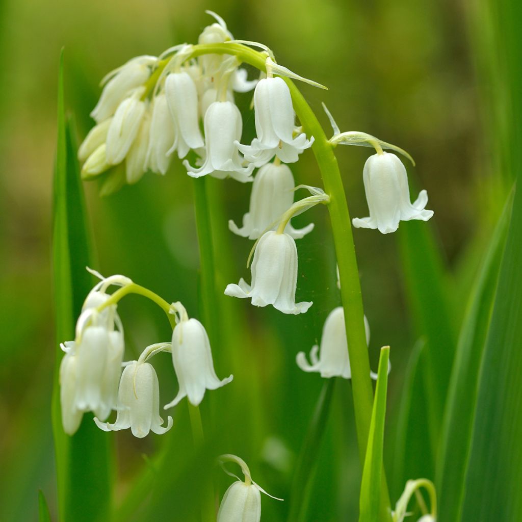 Jacinto de los bosques Blanca - Hyacinthoides hispanica Alba