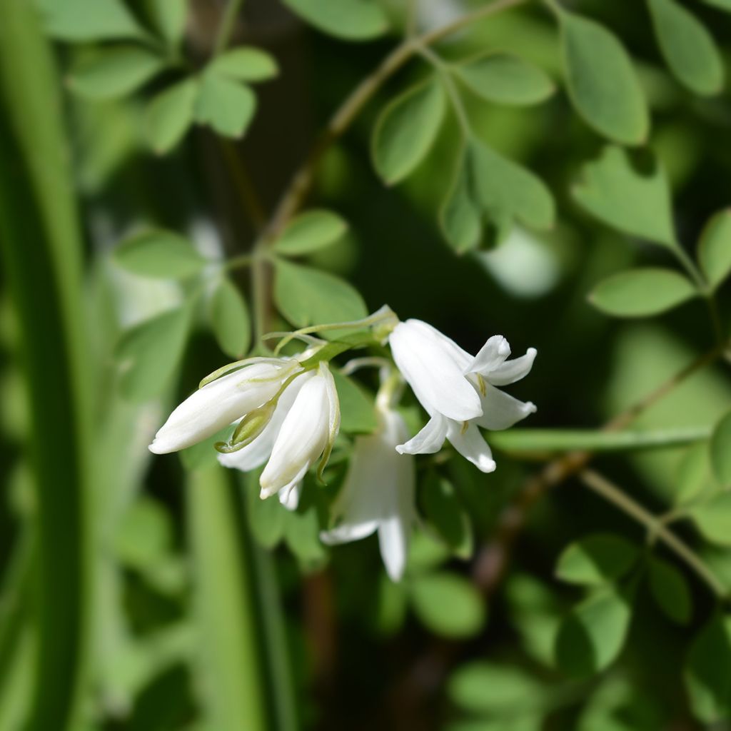 Jacinto de los bosques Blanca - Hyacinthoides hispanica Alba