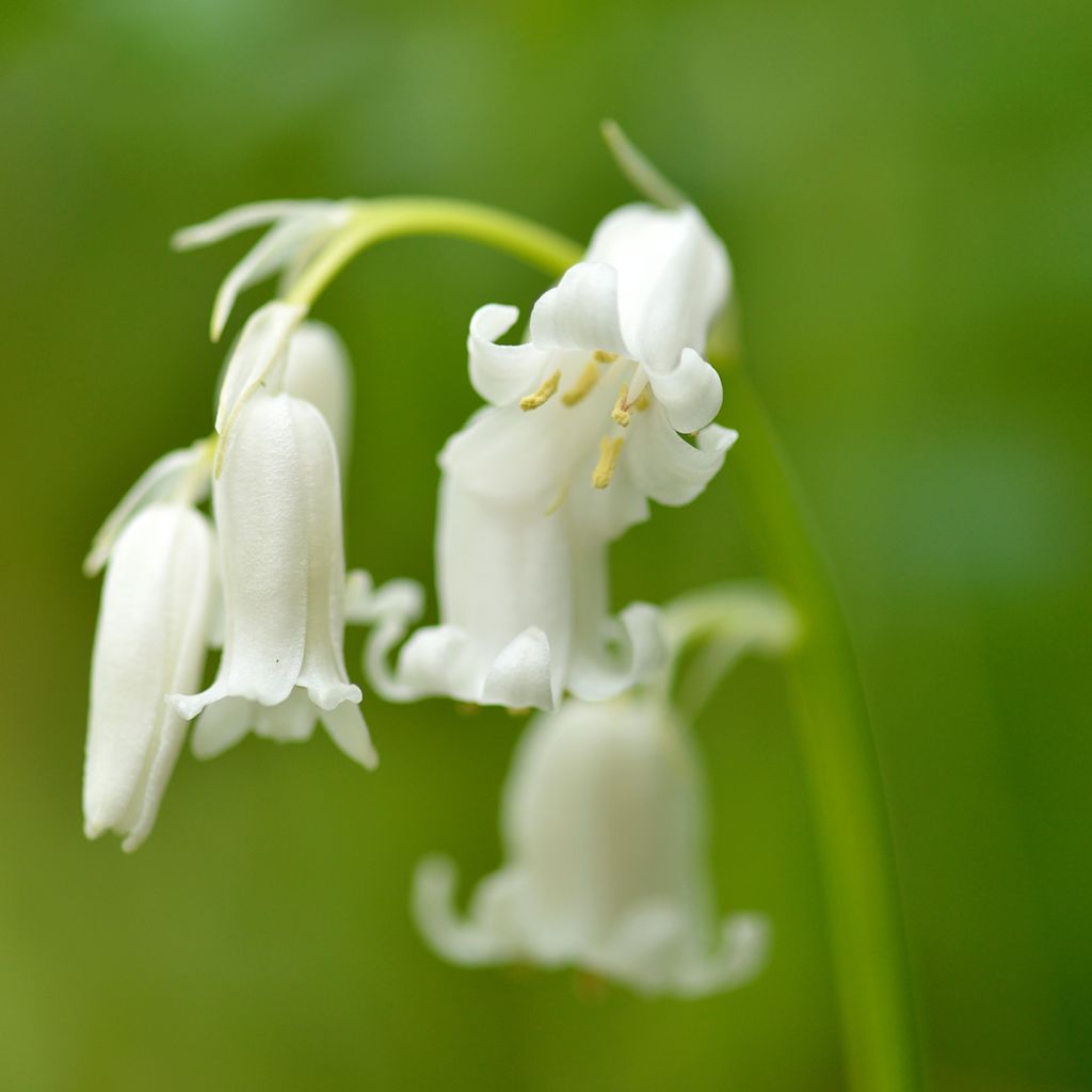 Jacinto de los bosques Blanca - Hyacinthoides hispanica Alba