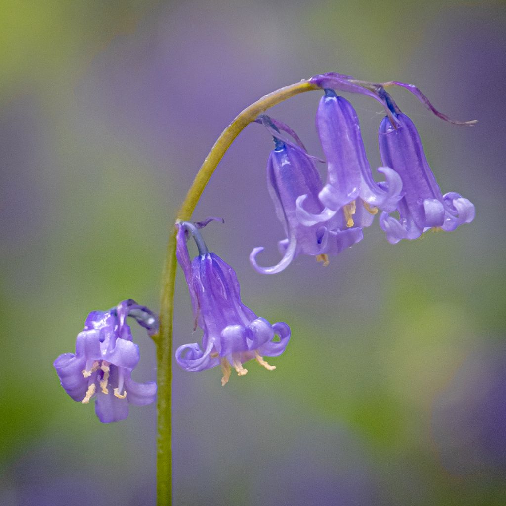 jacinto silvestre - Hyacinthoides non-scripta