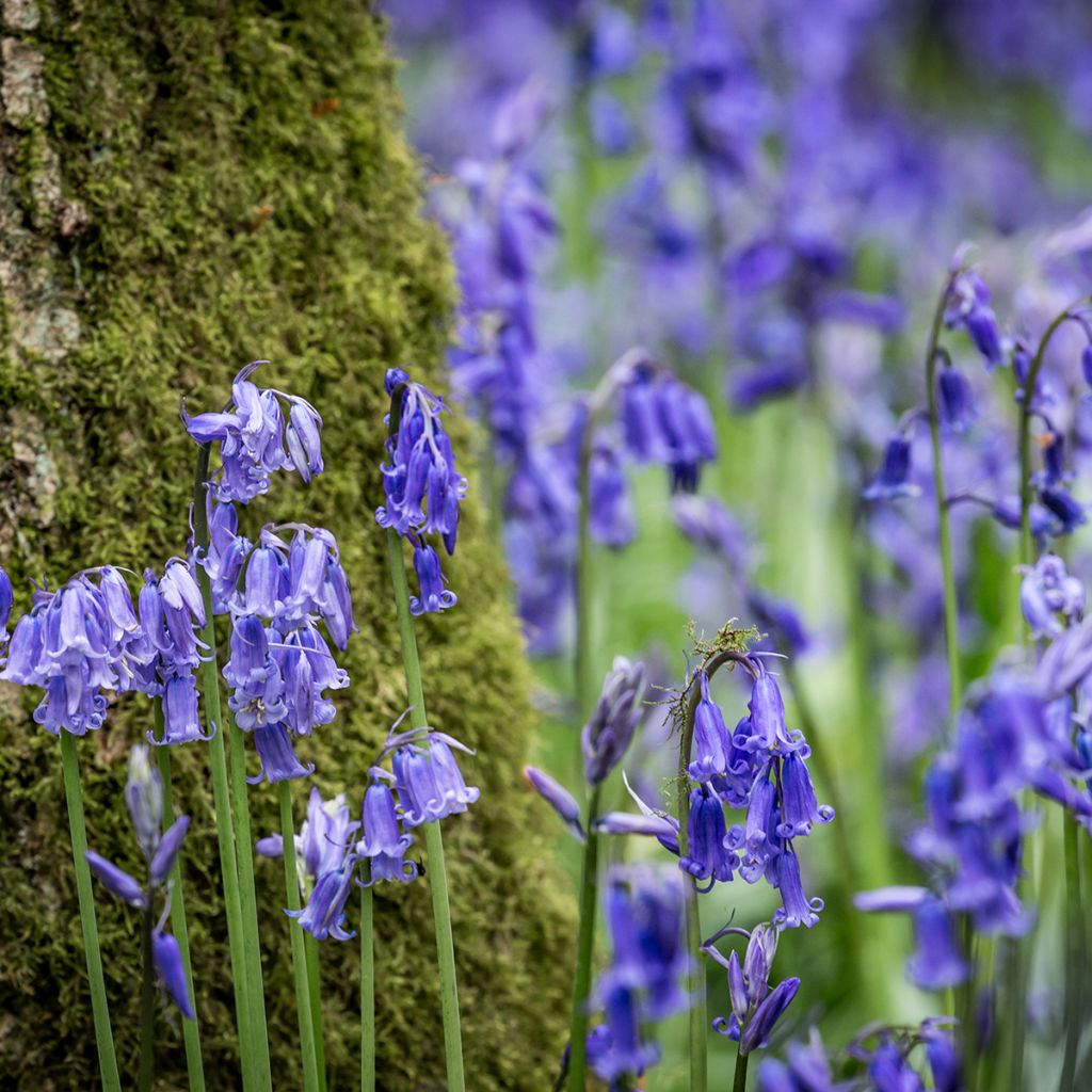 jacinto silvestre - Hyacinthoides non-scripta