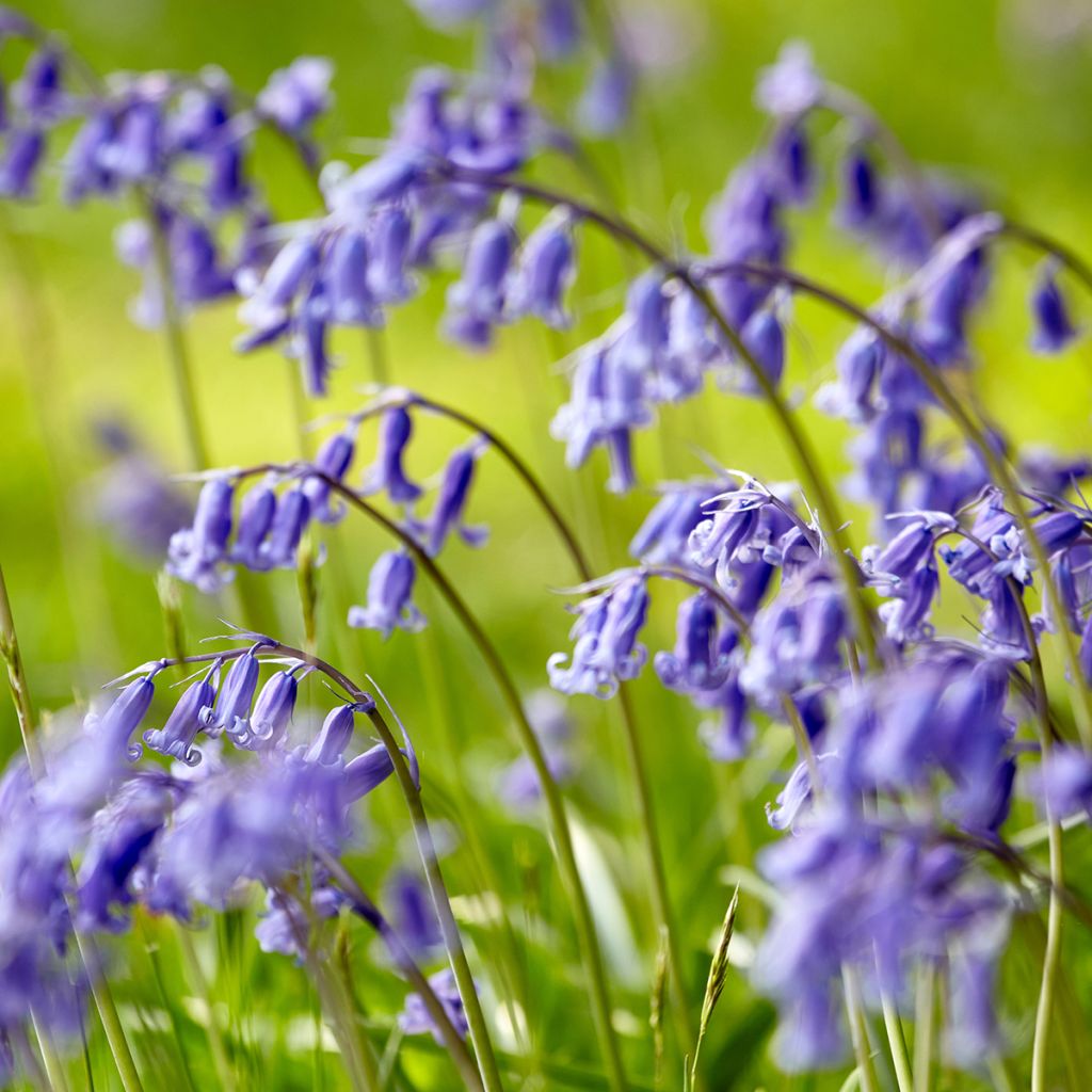 jacinto silvestre - Hyacinthoides non-scripta