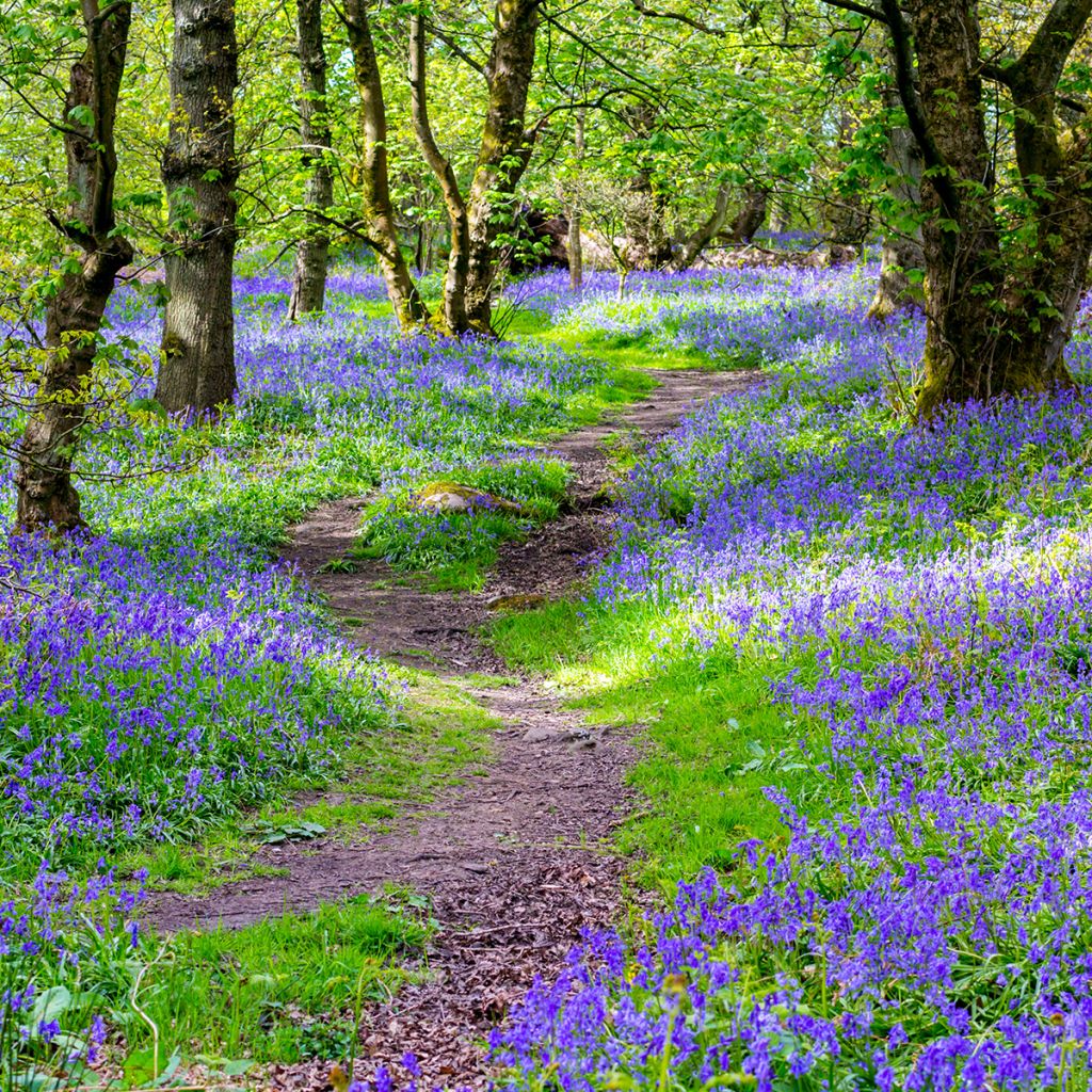 jacinto silvestre - Hyacinthoides non-scripta