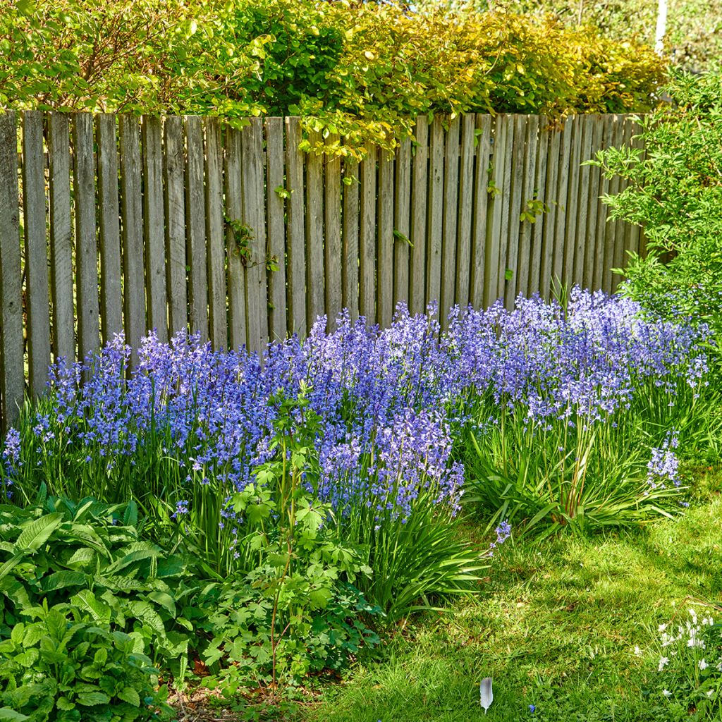 jacinto silvestre - Hyacinthoides non-scripta