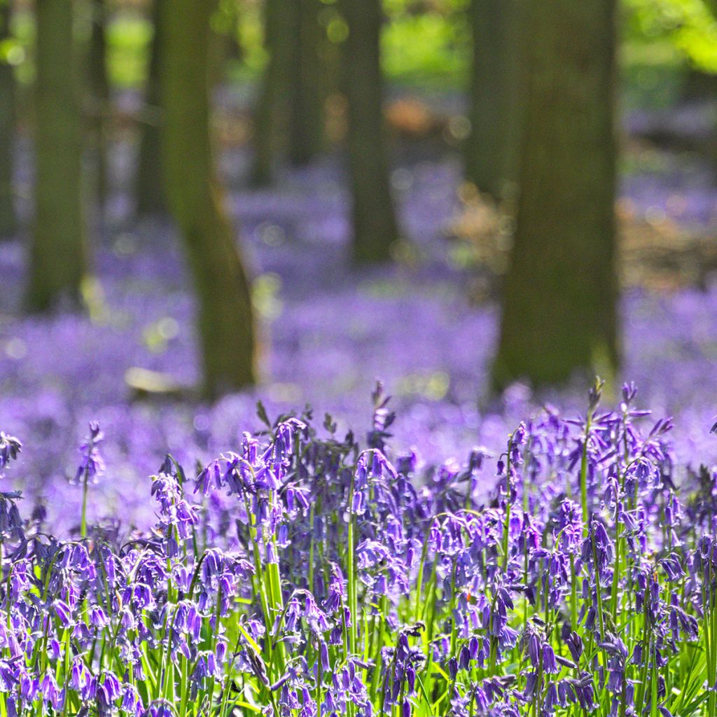 jacinto silvestre - Hyacinthoides non-scripta