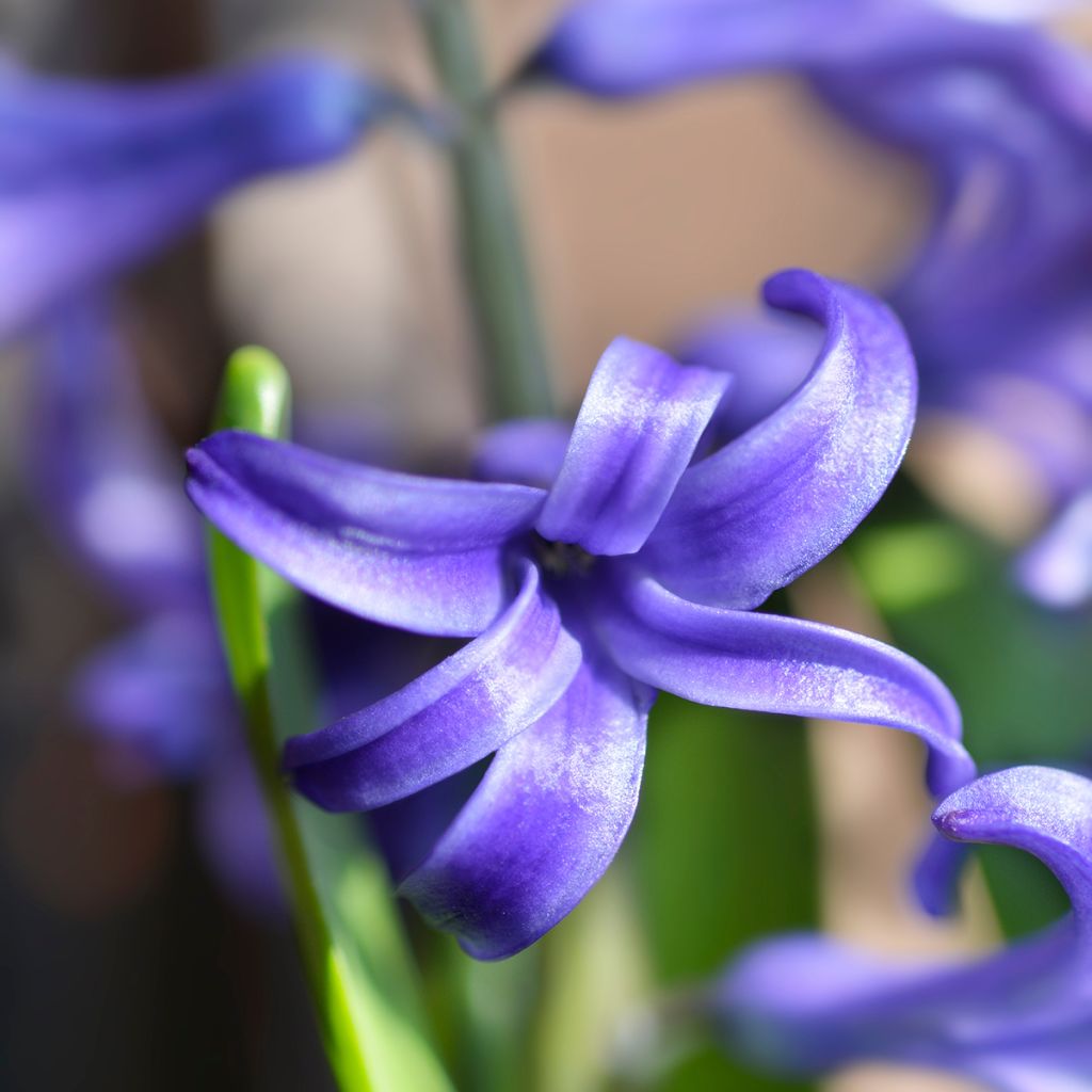 Jacinthe multiflore Bleue