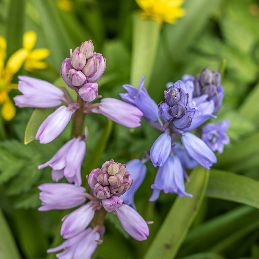 Jacinto de los bosques - Hyacinthoides hispanica Mix