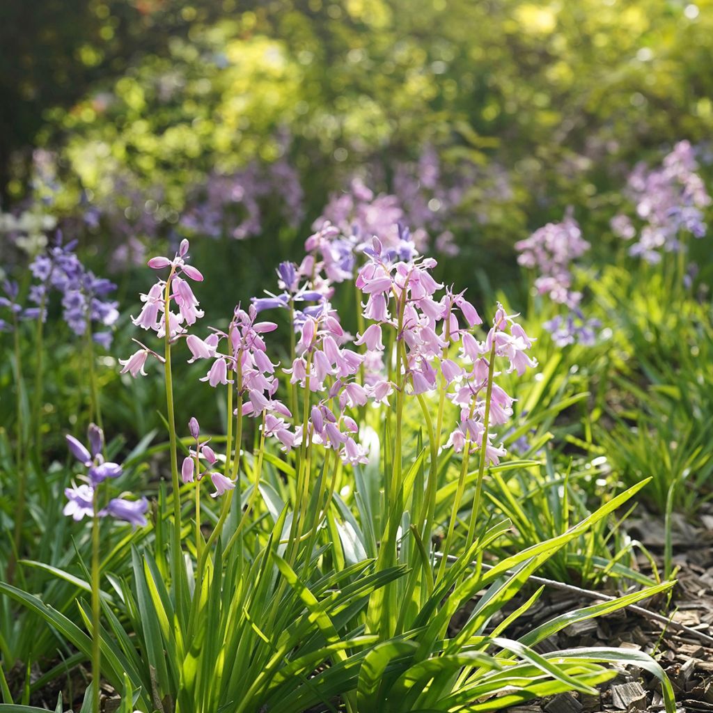 Jacinto de los bosques - Hyacinthoides hispanica Mix