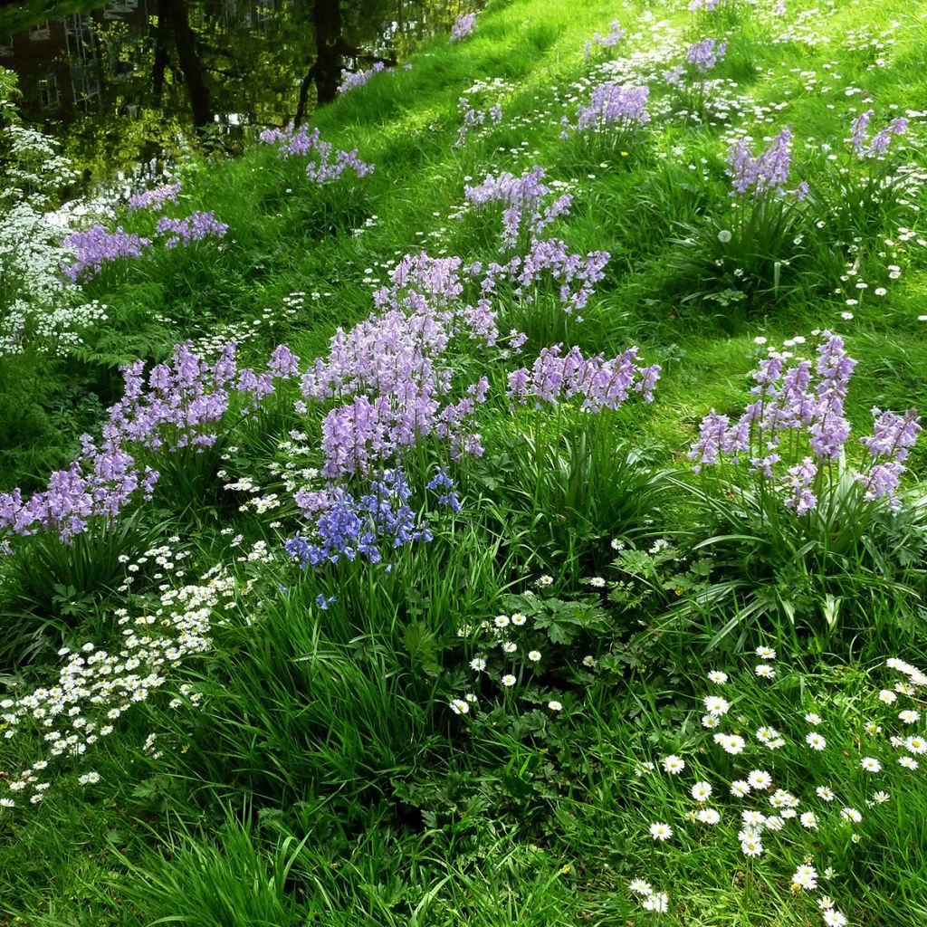 Jacinto de los bosques - Hyacinthoides hispanica Mix