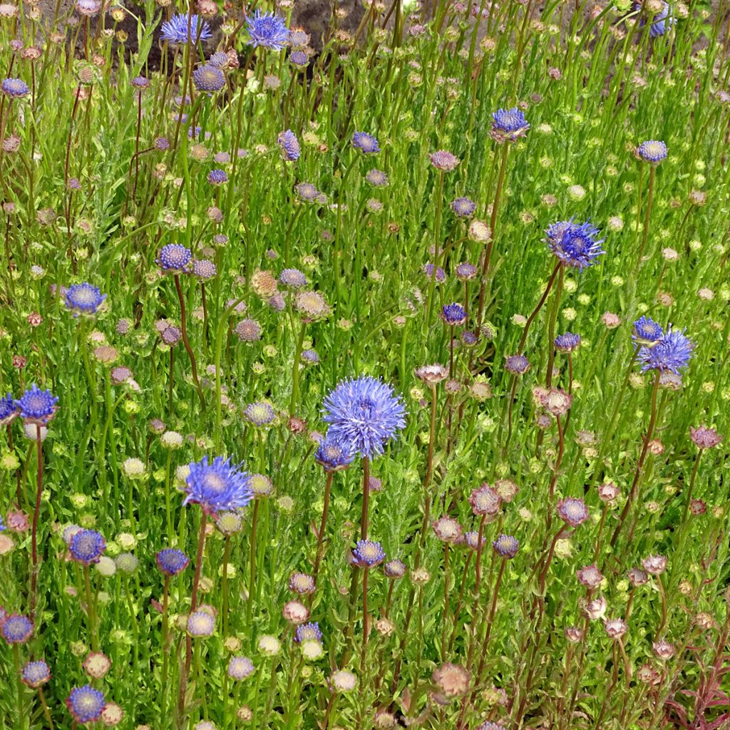 Jasione laevis Blaulicht - Jasione lisse