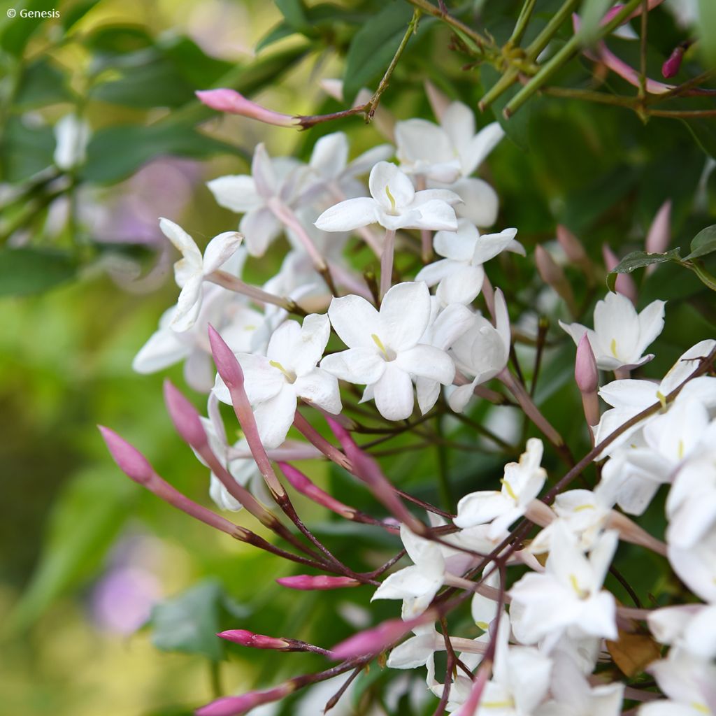 Jasminum Starry Night - Jazmín