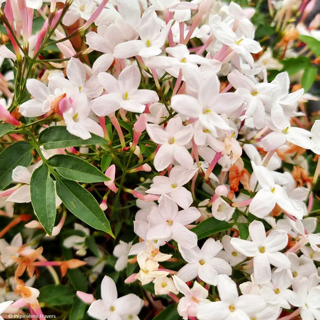 Jasminum Starry Night - Jazmín