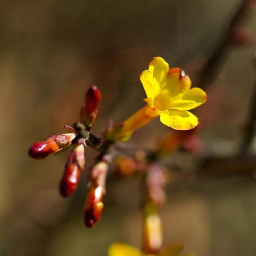 Jazmín amarillo - Jasminum nudiflorum