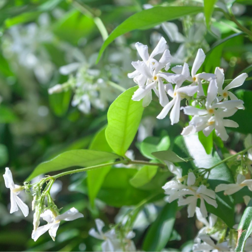 Jazmín de leche - Trachelospermum jasminoides