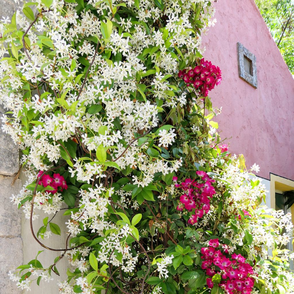 Jazmín común - Jasminum officinale