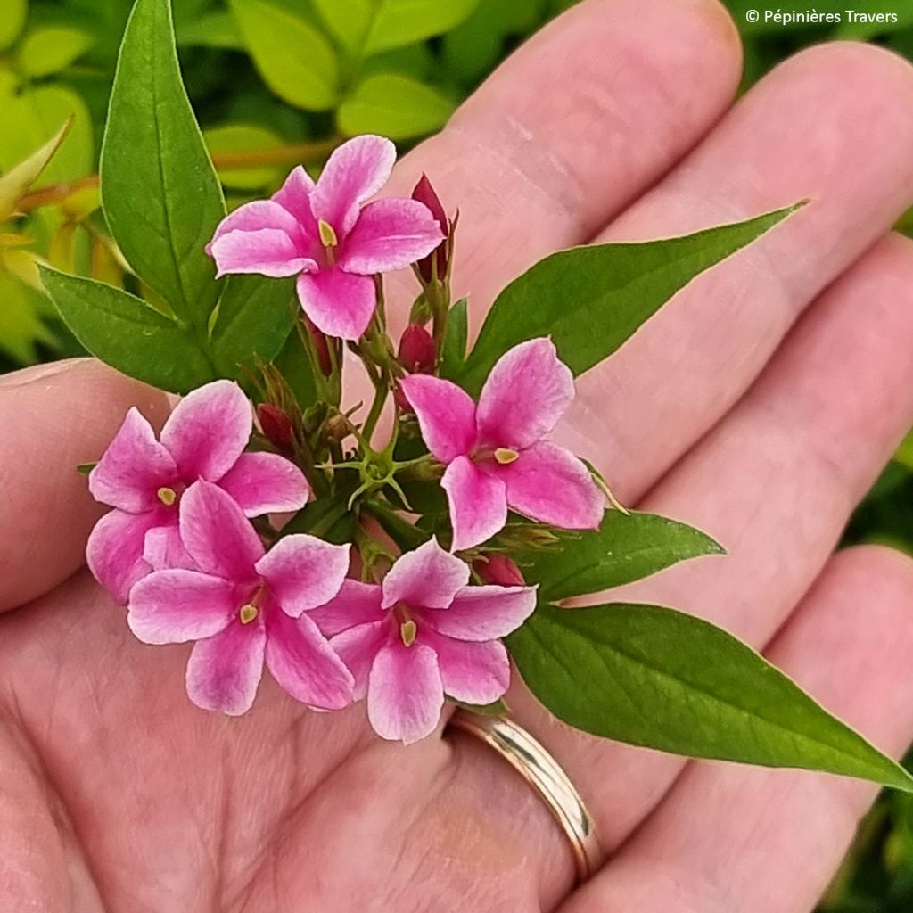 Jasminum stephanense Starry Summer Scent - Jazmín