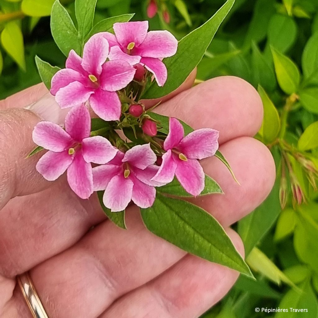 Jasminum stephanense Starry Summer Scent - Jazmín