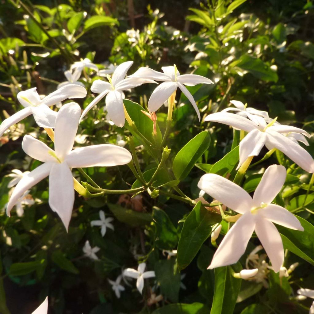 Jasmin - Jasminum azoricum