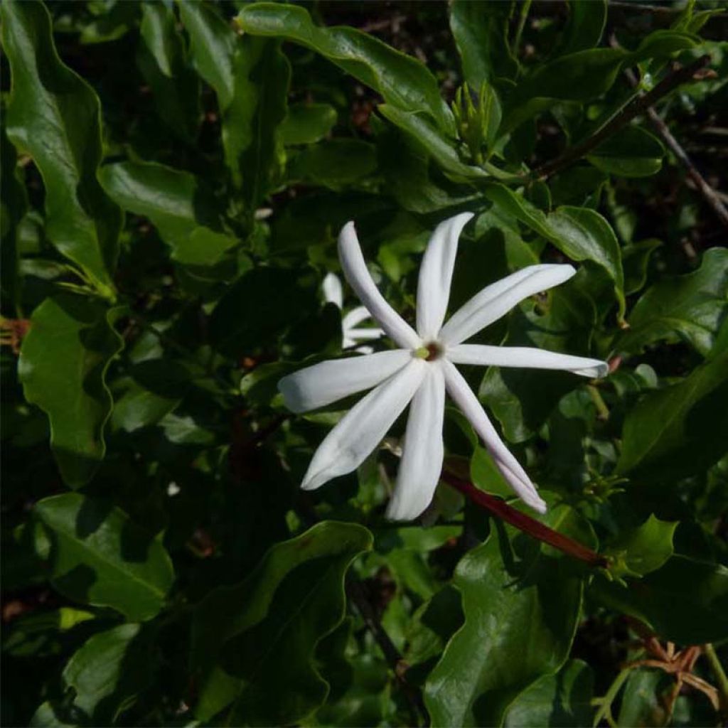 Jasmin - Jasminum multipartitum