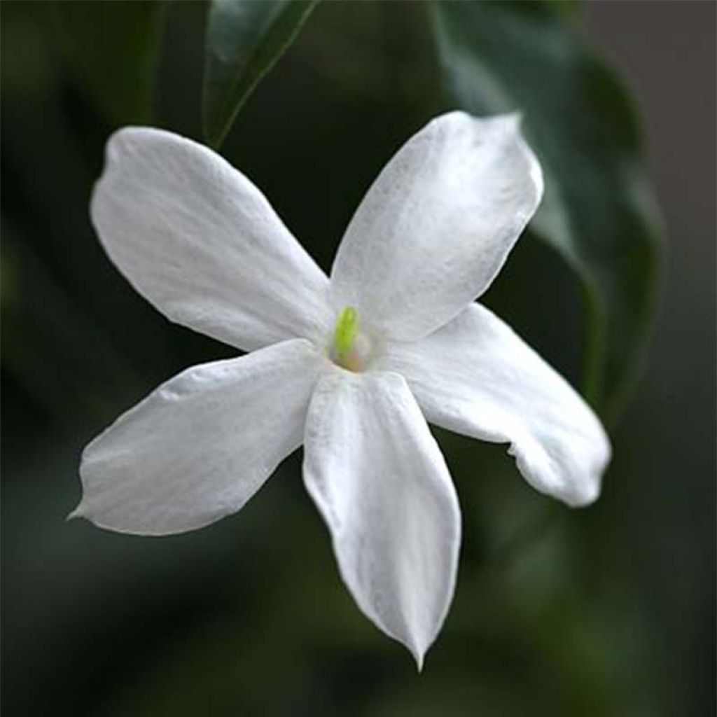 Jazmín común - Jasminum officinale