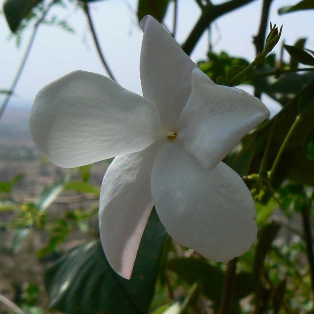 Jazmín común - Jasminum officinale