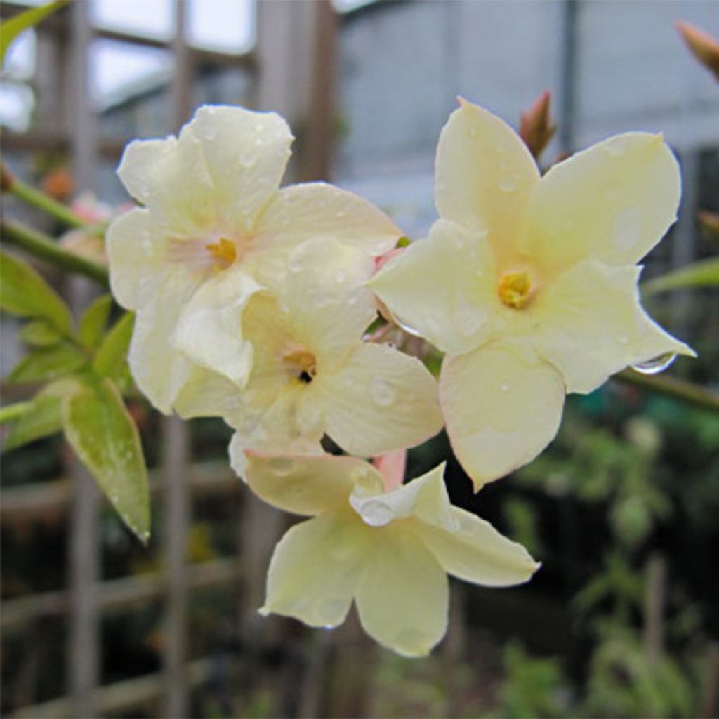 Jazmín común Clotted Cream - Jasminum officinale