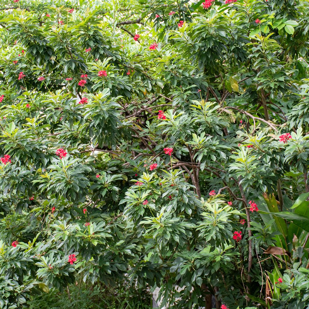 Jatropha integerrima - Jatropha fleur