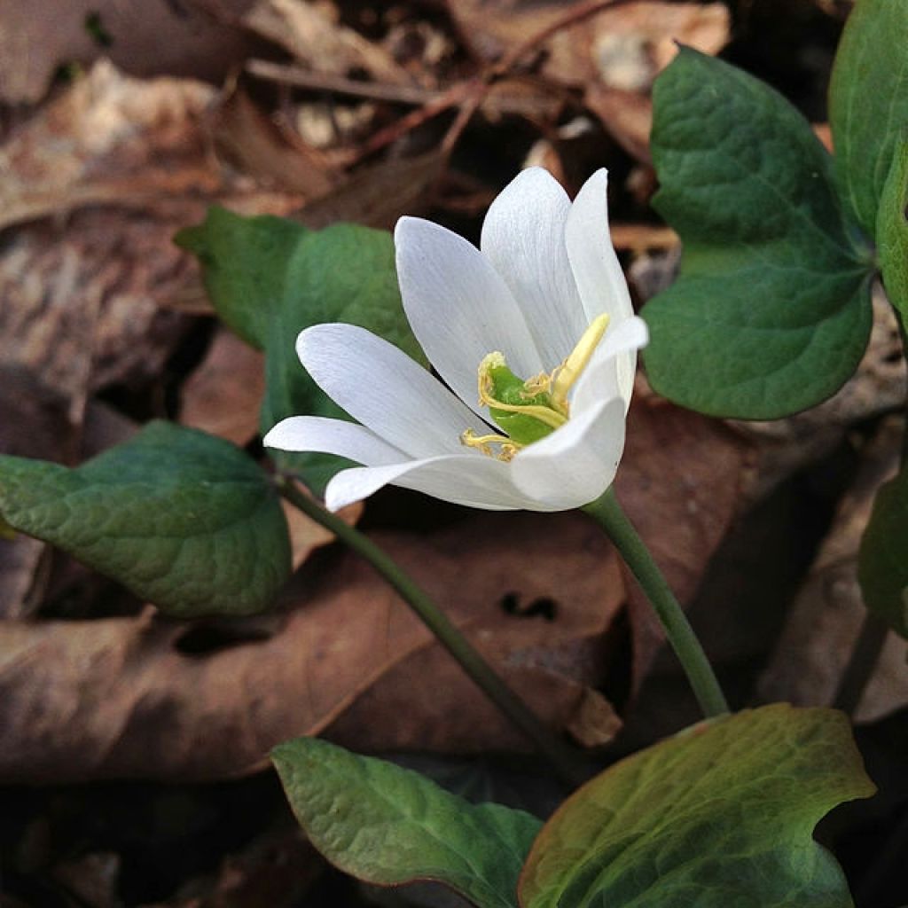 Jeffersonia diphylla