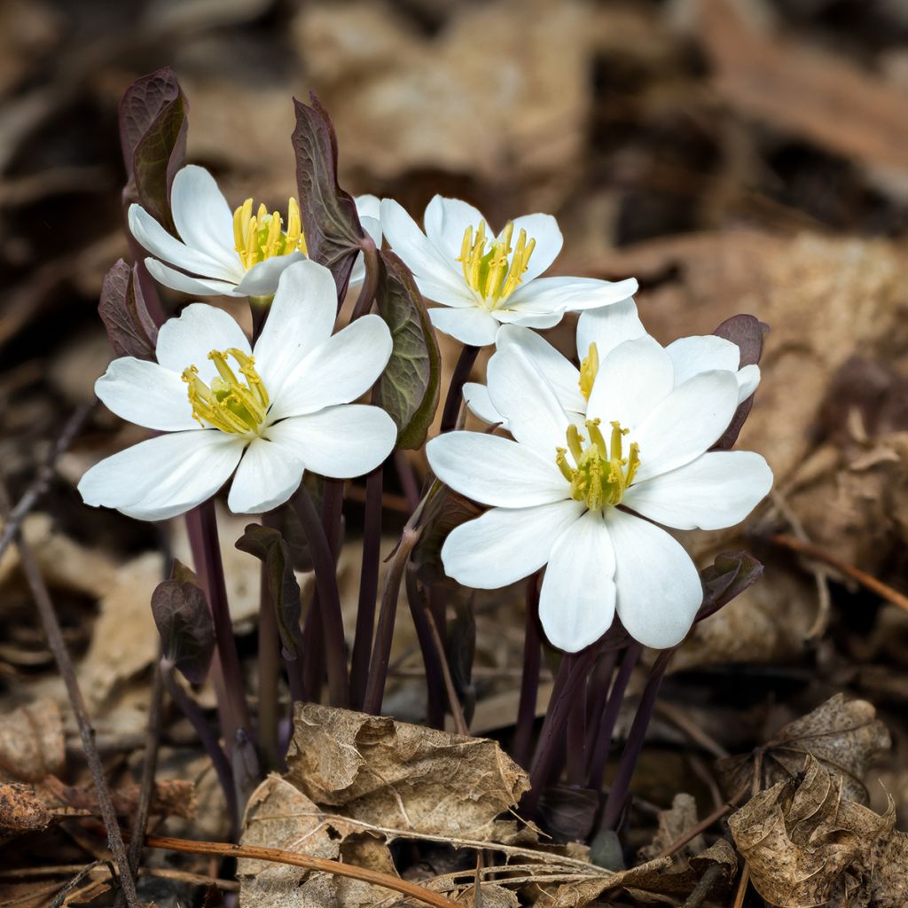 Jeffersonia diphylla