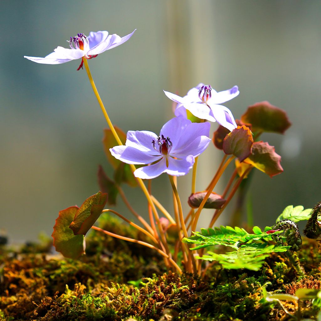 Jeffersonia dubia