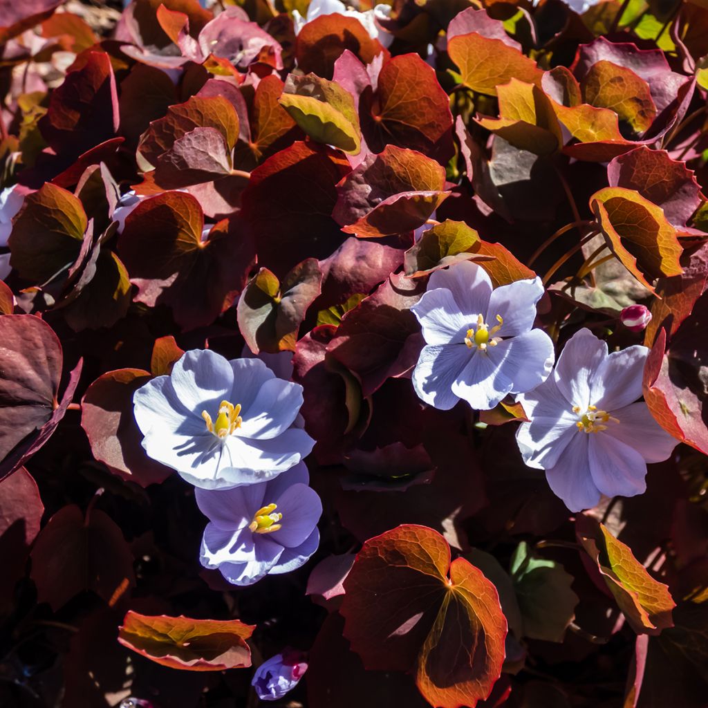 Jeffersonia dubia