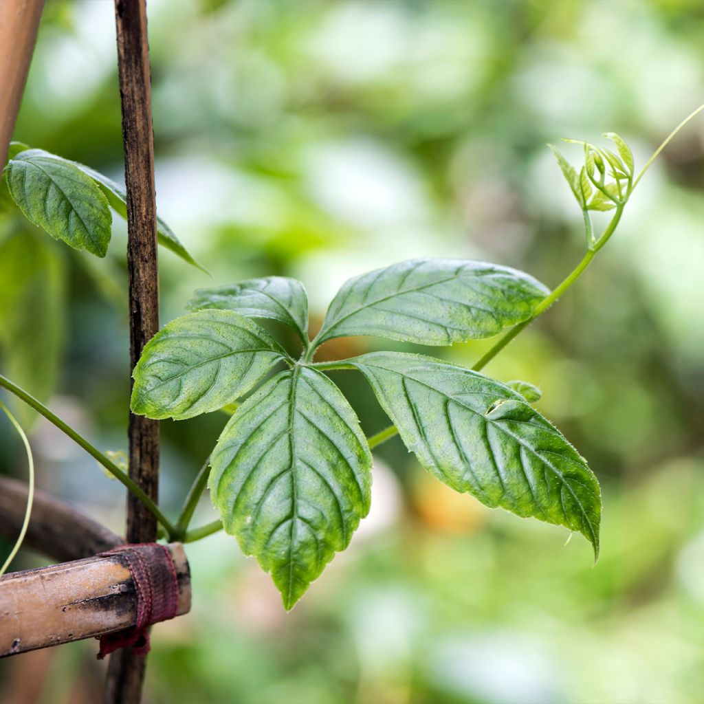 Yiaogulan - Gynostemma pentaphyllum