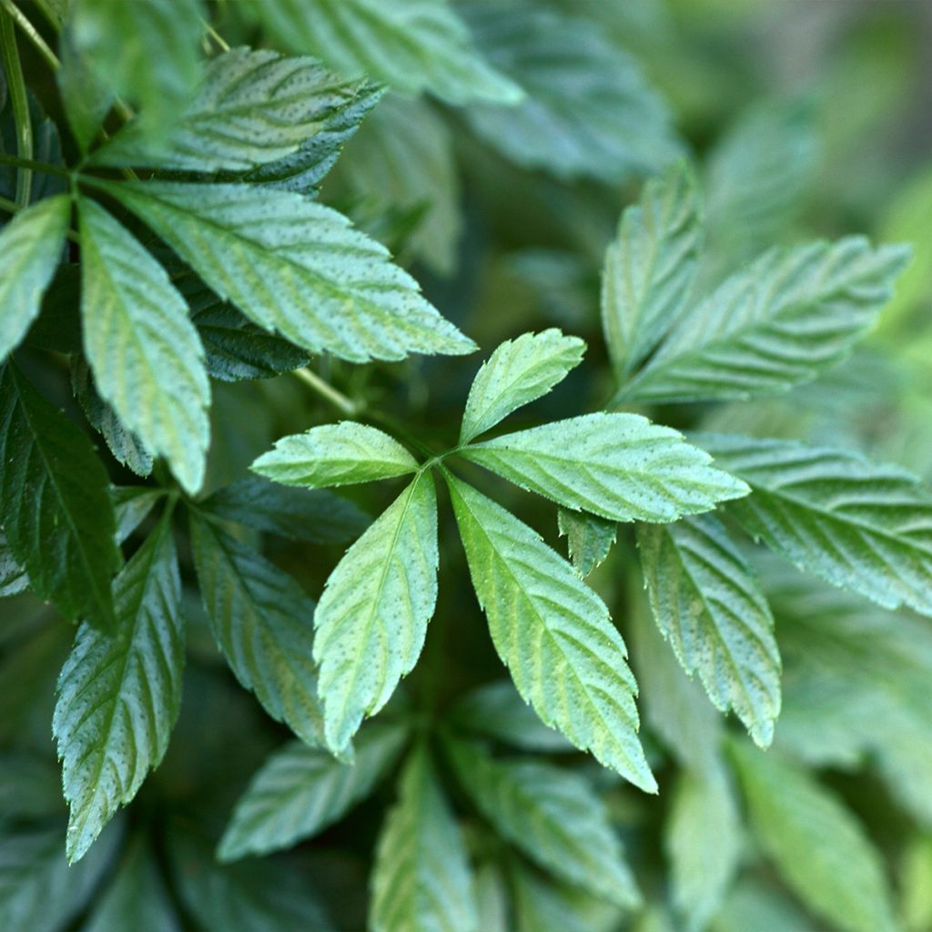 Yiaogulan - Gynostemma pentaphyllum