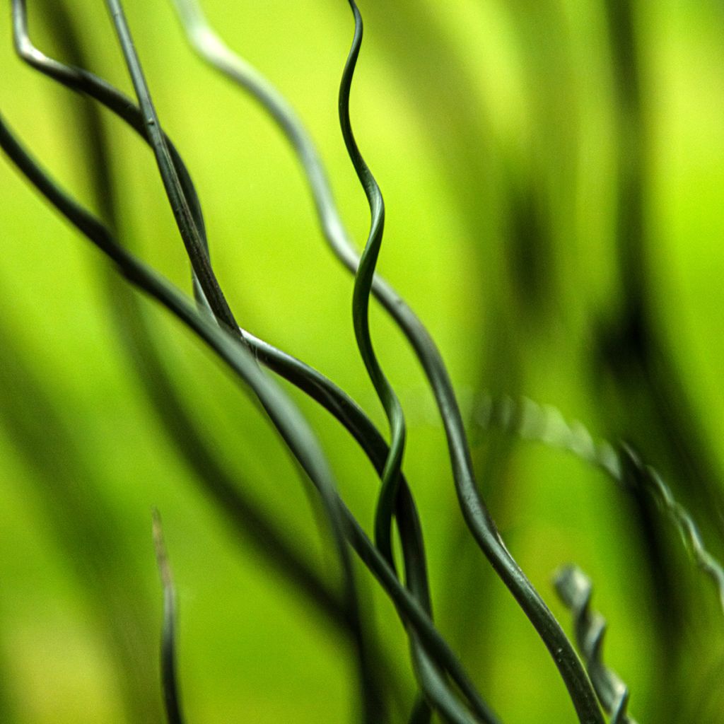 Juncus effusus Spiralis