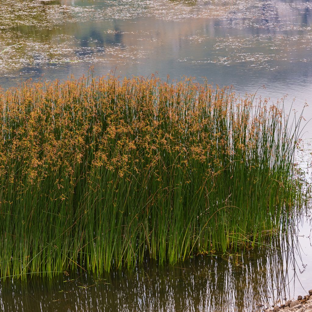 Juncus inflexus - Junco