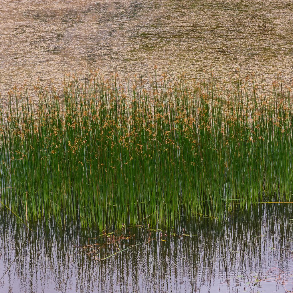 Juncus inflexus - Junco