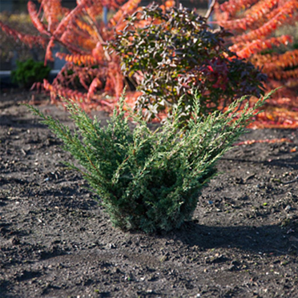 Juniperus chinensis Blaauw - Enebro de la China