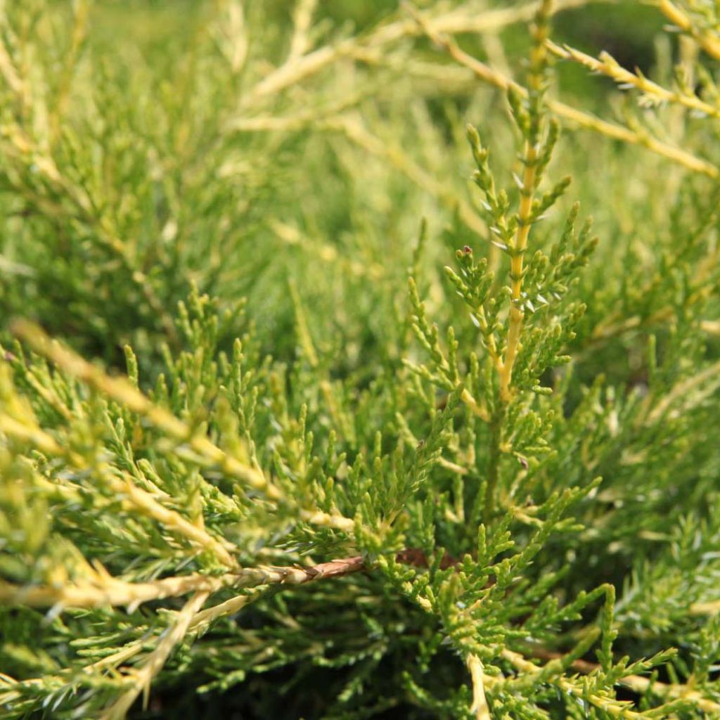 Juniperus chinensis Kuriwao Gold - Genévrier hybride 