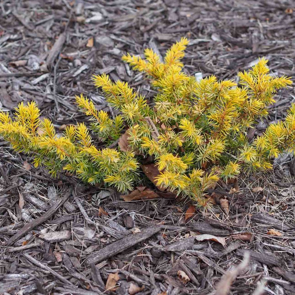 Juniperus conferta All Gold - Genévrier des plages                    