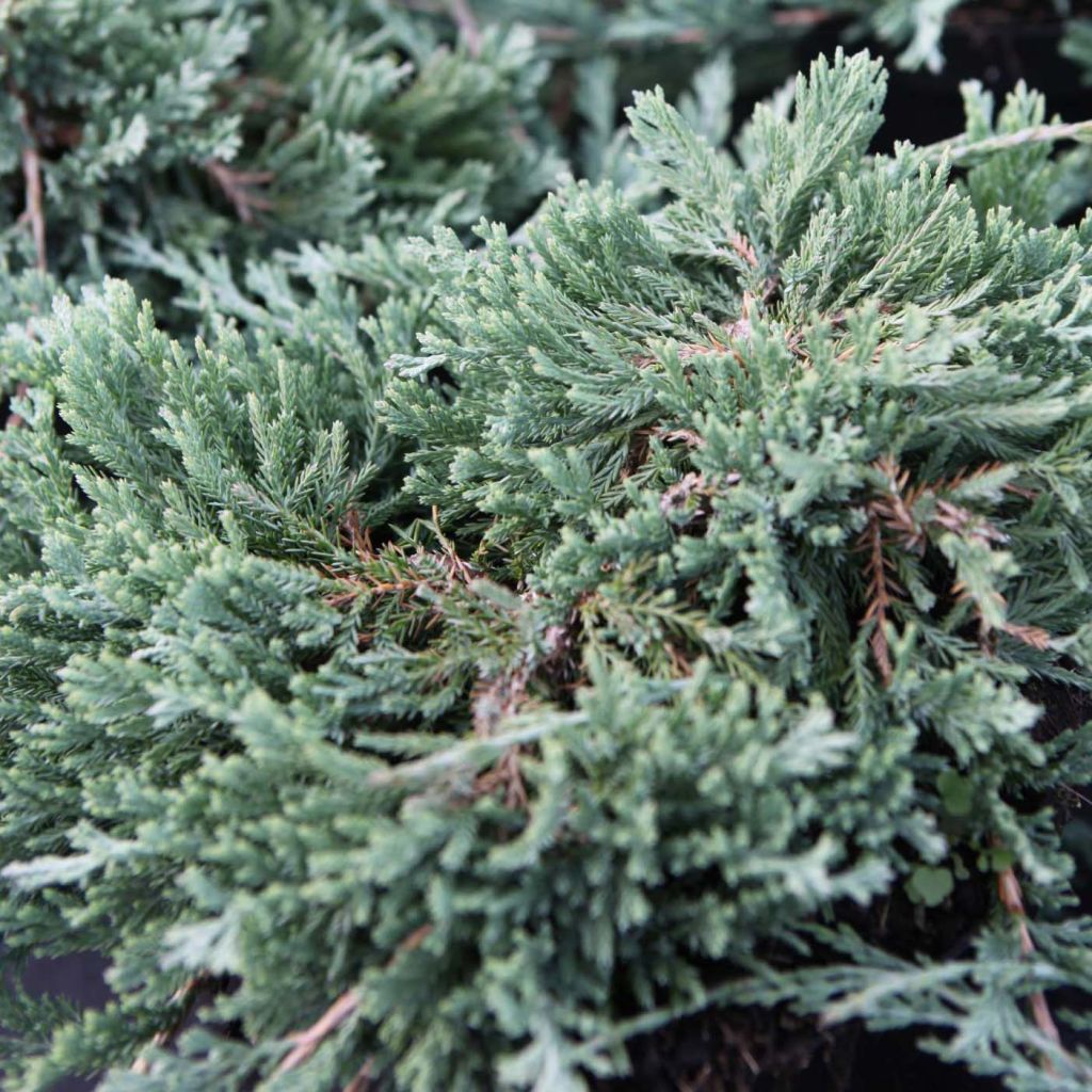 Juniperus horizontalis Wiltonii - Genévrier rampant 