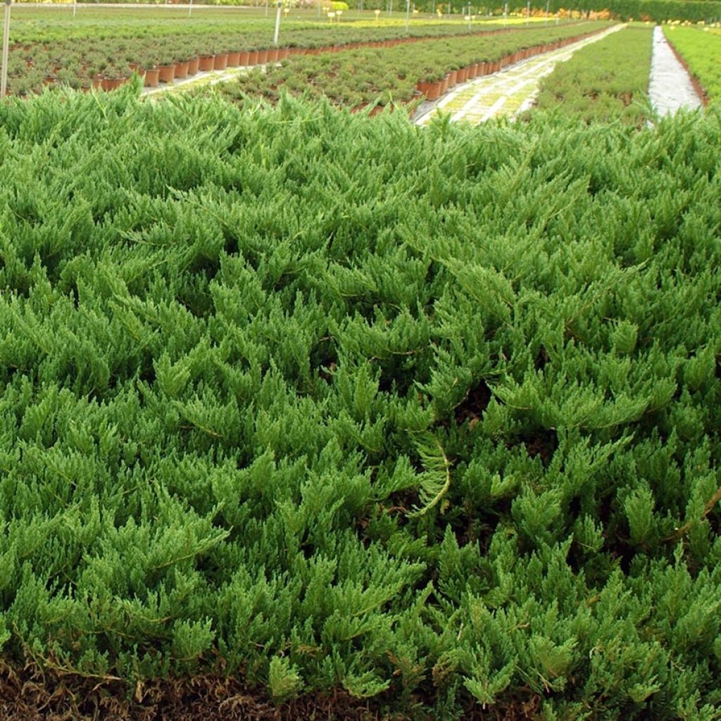 Genévrier sabine à feuilles de Tamaris - Juniperus sabina Tamariscifolia