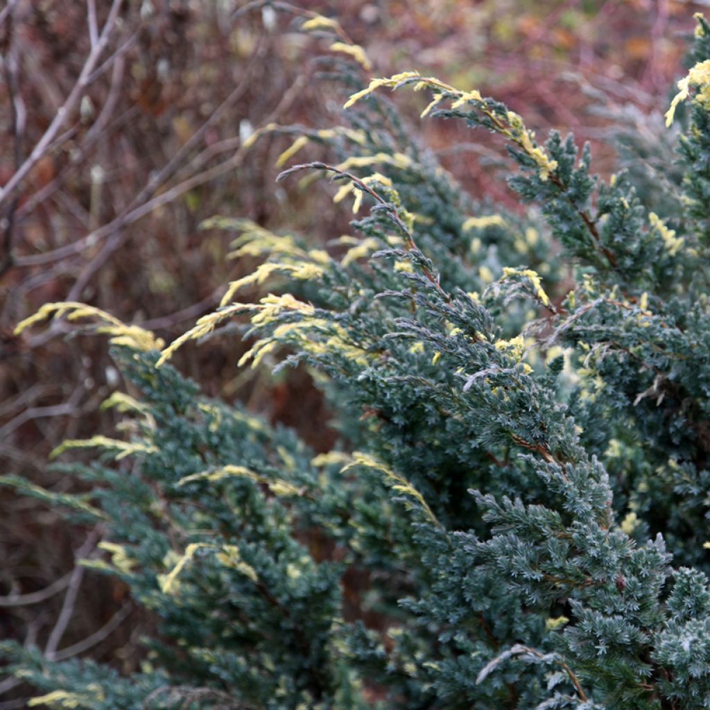 Juniperus squamata Golden Flame - Flaky Juniper, Blue Star Juniper