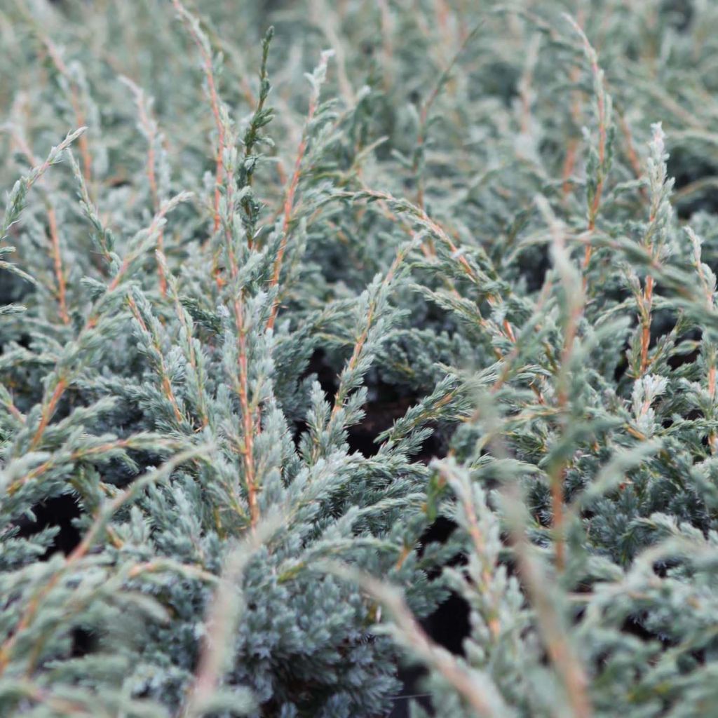 Juniperus squamata Meyeri - Genévrier écailleux.