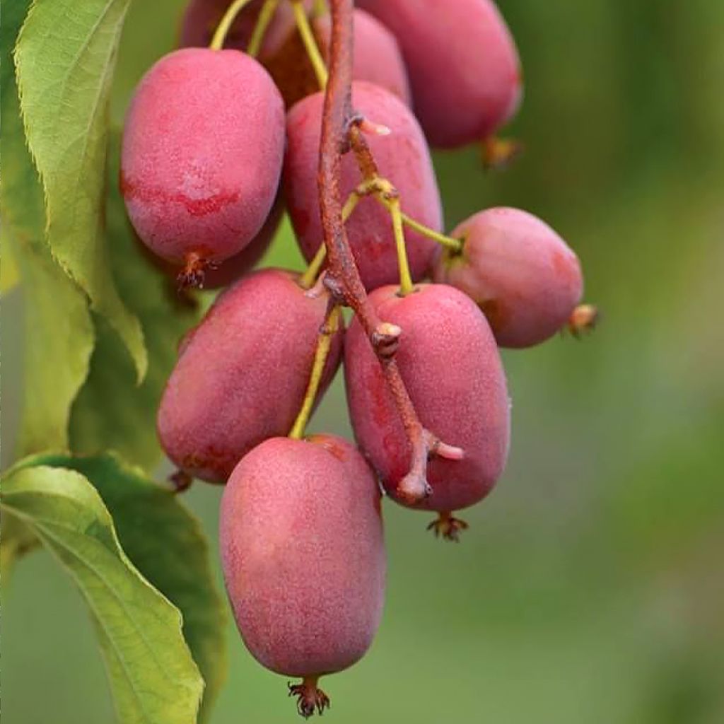 Mini kiwi Pink Jumbo - Actinidia arguta