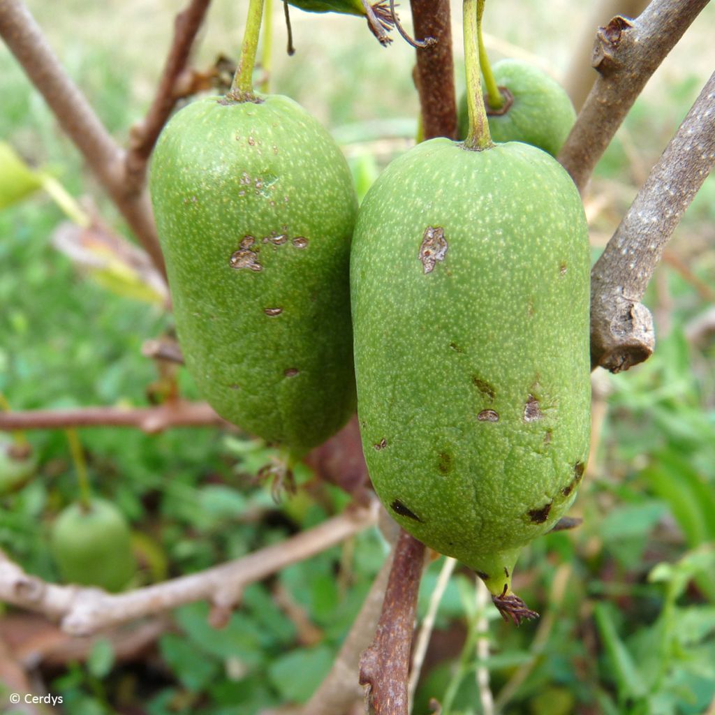 Mini kiwi Super Issaï - Actinidia arguta